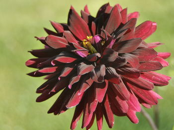 Close-up of pink flower blooming outdoors