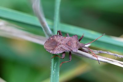 Close-up of insect on plant