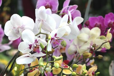 Close-up of pink flowering plant