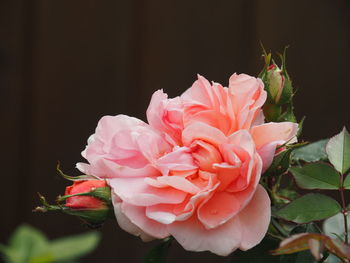 Close-up of pink rose flower against black background