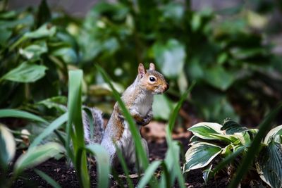 Close-up of squirrel