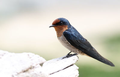 Close-up of bird perching on railing