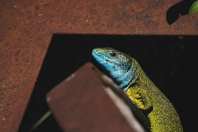 Close-up of a lizard