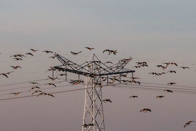 Birds flying by electricity pylon against sky during sunset