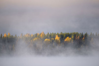 Scenic view of trees against sky