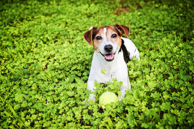 Portrait of dog standing on grass