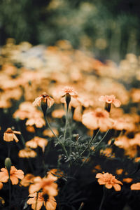 Close-up of flowering plants on field