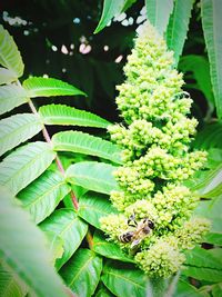 Close-up of plant