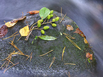 Autumn in the forest mountain stream. beautiful autumn forest. mountain river with rapids