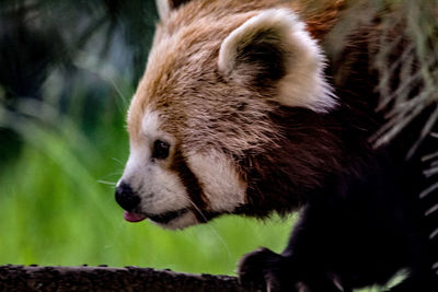 Close-up of an animal looking away