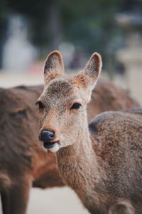 Close-up of deer