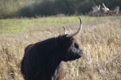 Cow looking away