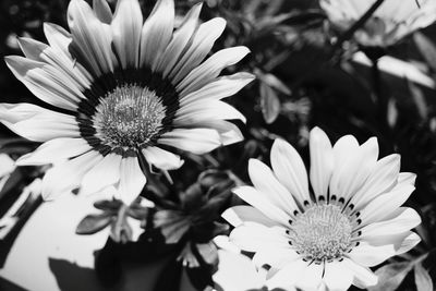 Close-up of flowers blooming outdoors