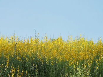 Yellow flowering plants on field against clear sky