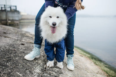 Portrait of dog standing in water