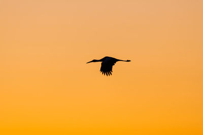 Bird flying in the sky