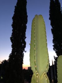 Low angle view of cactus against clear sky