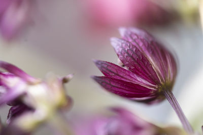 Close-up of pink flower