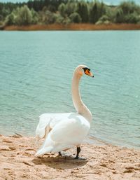 Close-up of swans on beach