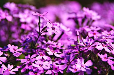 Close-up of pink flowers