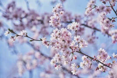 Pink sakura blossom branch in the park in gdynia