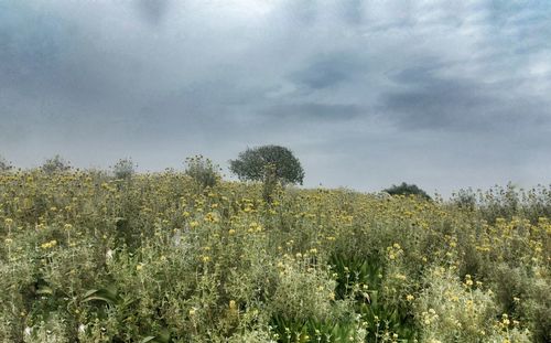 Plants growing on field against sky