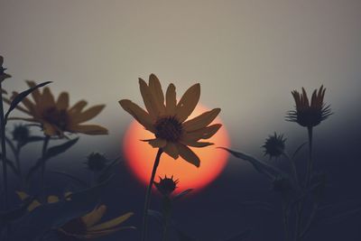 Close-up of orange flowering plants against sky during sunset