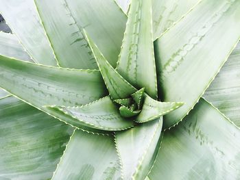 High angle view of succulent plant