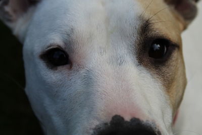 Close-up portrait of dog