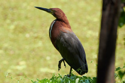 Bird perching on a tree