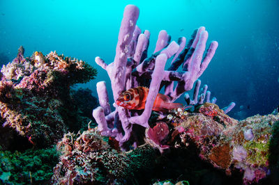 Underwater view of tropical fish with sponge