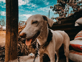 Close-up of dog looking away