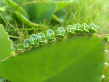 Close-up of insect on plant