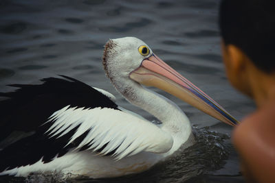 Close-up of pelican swimming in lake