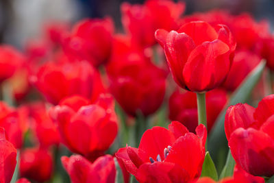 Close-up of red tulips