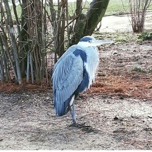 High angle view of gray heron in water