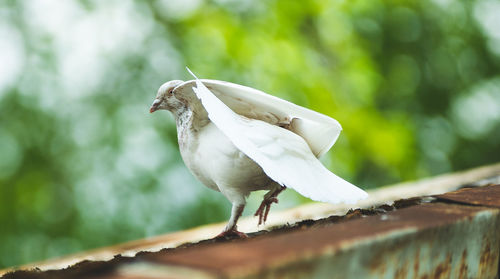 Close-up of bird perching on railing