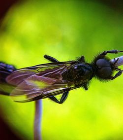 Close-up of insect on flower