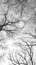 Low angle view of bare tree against sky