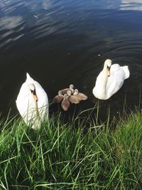 Birds on grass by lake
