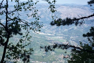 High angle view of trees on snow covered mountains