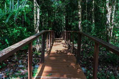 Steps amidst trees in forest