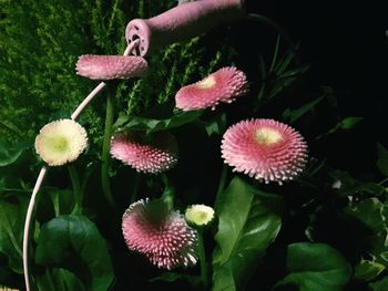 Close-up of flowers blooming outdoors