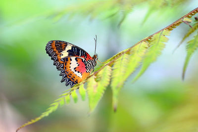 Close-up of butterfly on plant