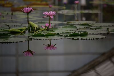 Water lilies floating on pond