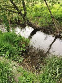 Scenic view of river amidst trees in forest