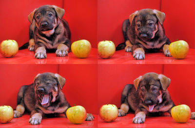 Portrait of a dog with toy