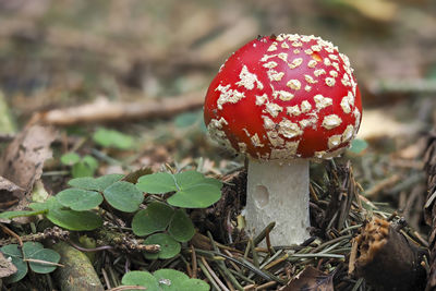 Close-up of fly agaric mushroom on field