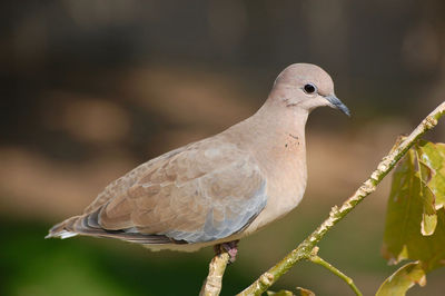 Close-up of bird perching on tree