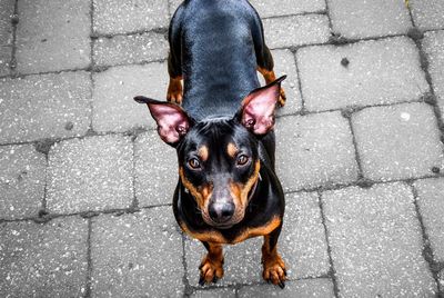 Close-up of dog on footpath